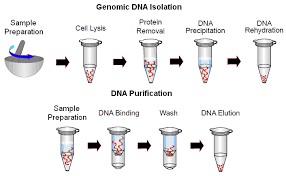 کیت، بافر، مواد و محلول های استخراج RNA ، DNA و پلاسمید