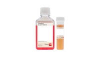 Antibiotic-Antimycotic solution