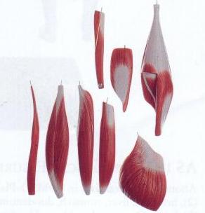 مولاژ انواع ماهیچه (9 تکه ای)