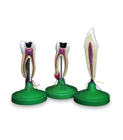 مولاژ دندان سری سه عددی