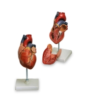 مولاژ قلب انسان اندازه طبیعی 