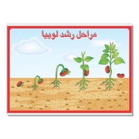 پوستر مراحل رشد لوبیا برجسته 